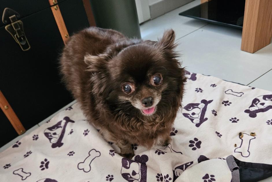 Alerte Découverte Chien Femelle , 6 ans Nîmes France Alerte Découverte Chien Femelle , 6 ans Nîmes France