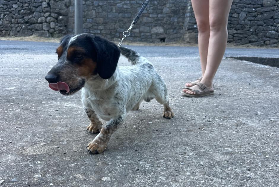 Alerte Découverte Chien croisement Mâle Mialet France Alerte Découverte Chien croisement Mâle Mialet France