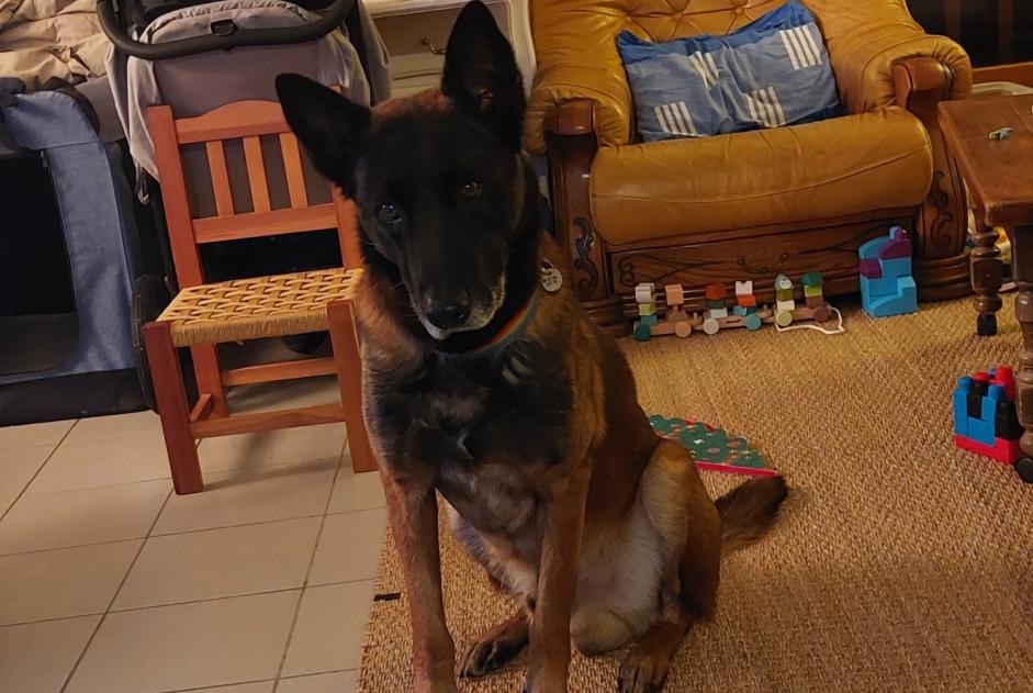 Alerte Disparition Chien Mâle , 9 ans Garrigues-Sainte-Eulalie France Alerte Disparition Chien Mâle , 9 ans Garrigues-Sainte-Eulalie France