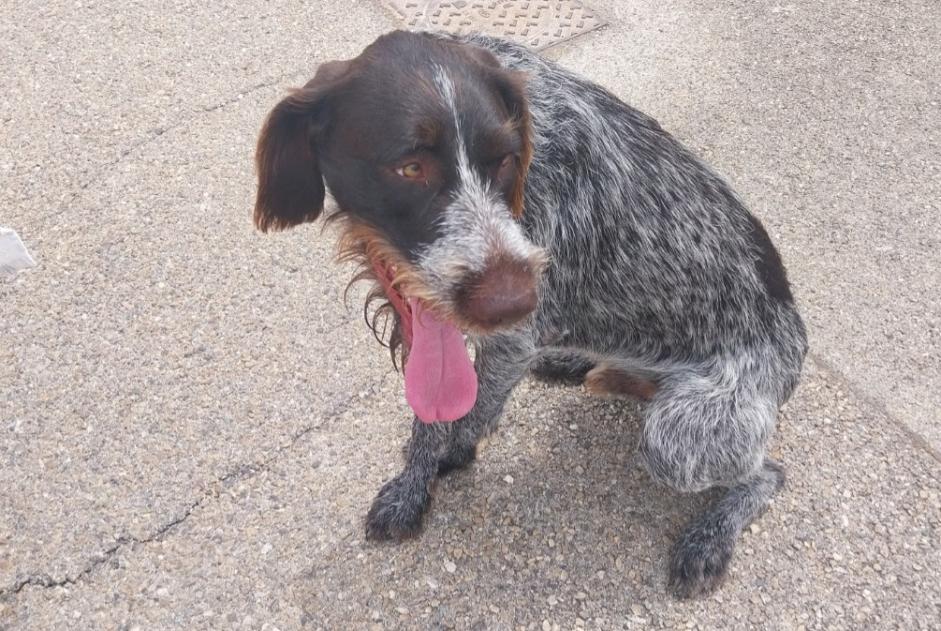 Ontdekkingsalarm Hond Mannetje Bouillargues Frankrijk Ontdekkingsalarm Hond Mannetje Bouillargues Frankrijk