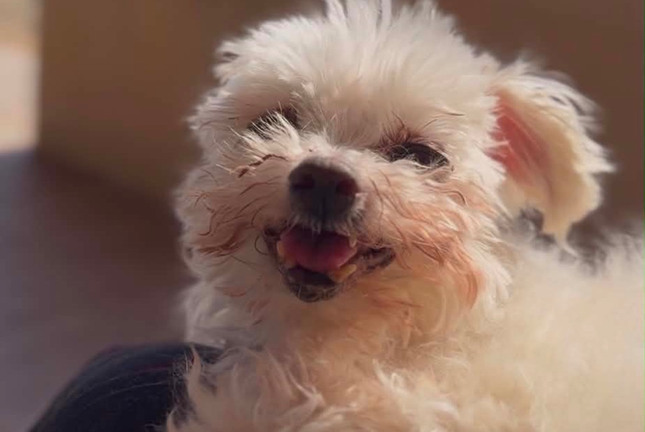 Verdwijningsalarm Hond  Vrouwtje , 15 jaar Bagard Frankrijk