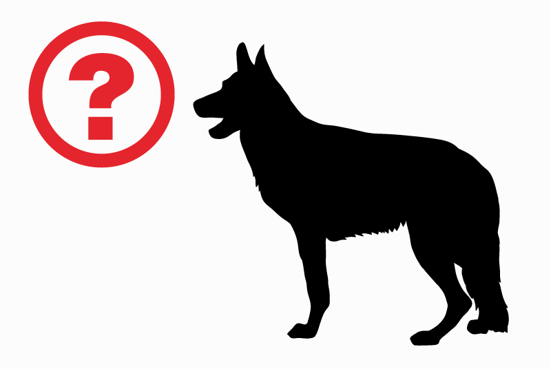 Alerte Découverte Chien Mâle Nîmes France